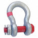 Shackle 1-1/2 in 60 000 lb.