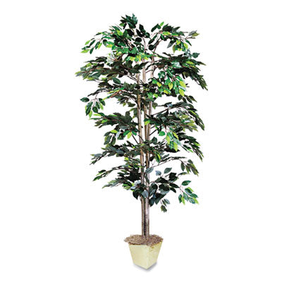 PLANT,FICUS TREE, 6FT