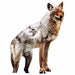 Coyote Decoy 20 in H Brown/White