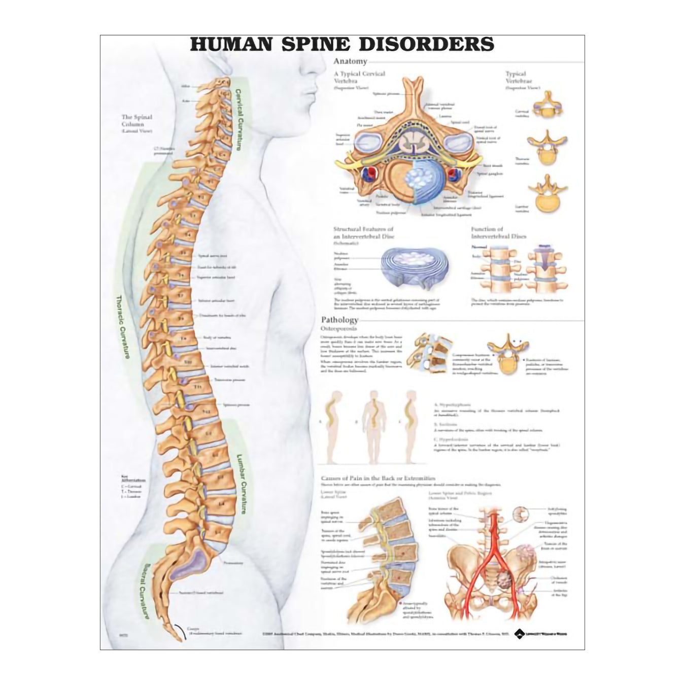 Anatomical Chart